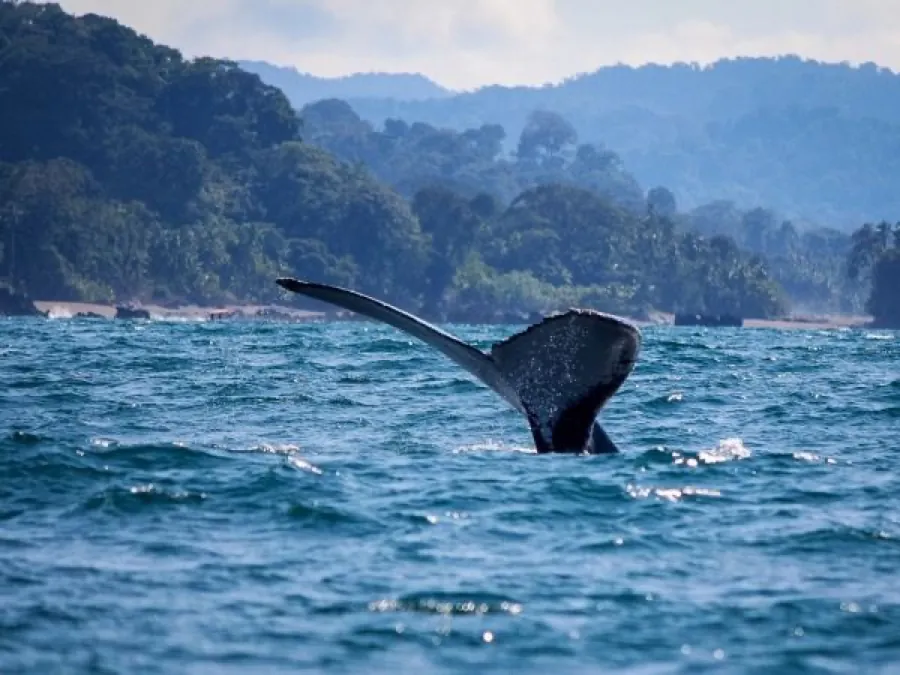 Cola de ballena jorobada saliendo del agua frente a la costa