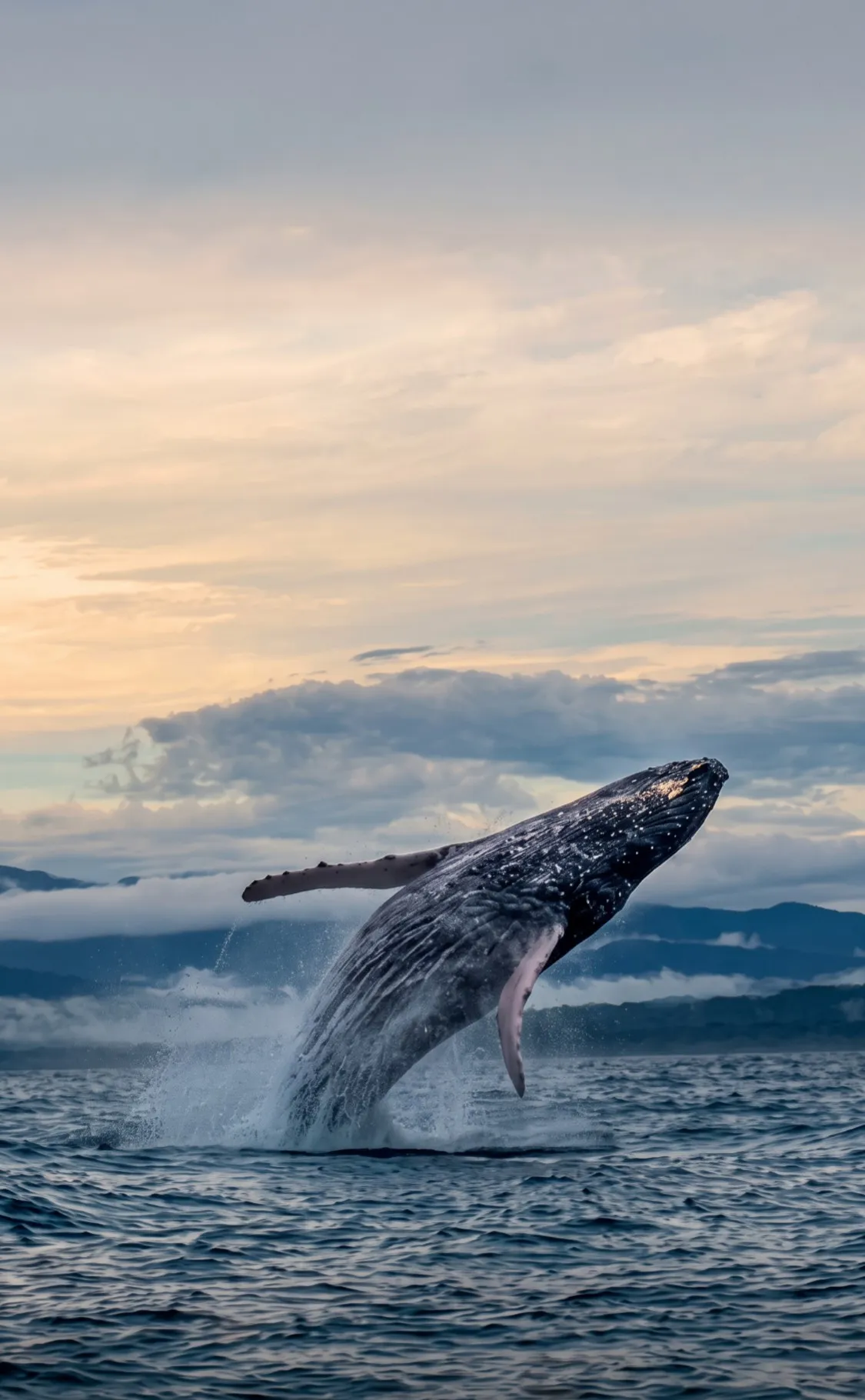 Ballena jorobada saltando fuera del agua frente a la costa
