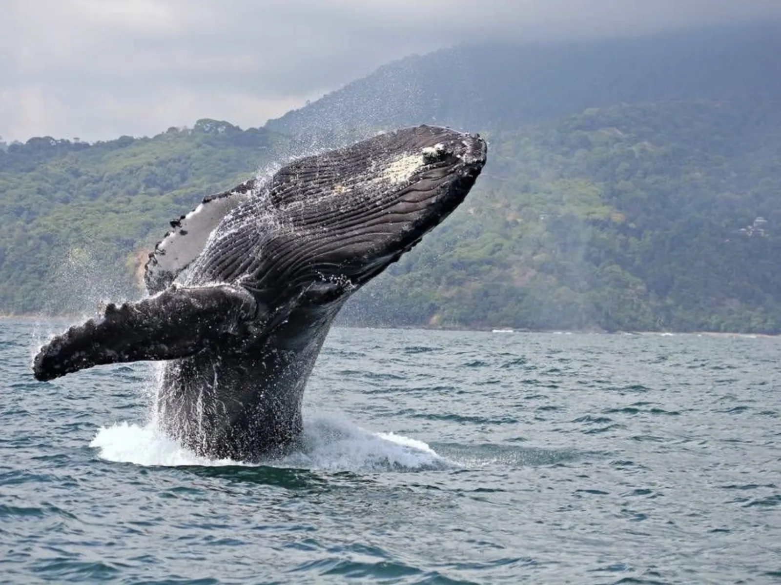 Ballena jorobada saltando