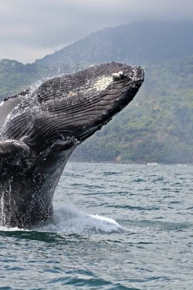 Ballena jorobada saltando frente a la costa de Bahía Solano