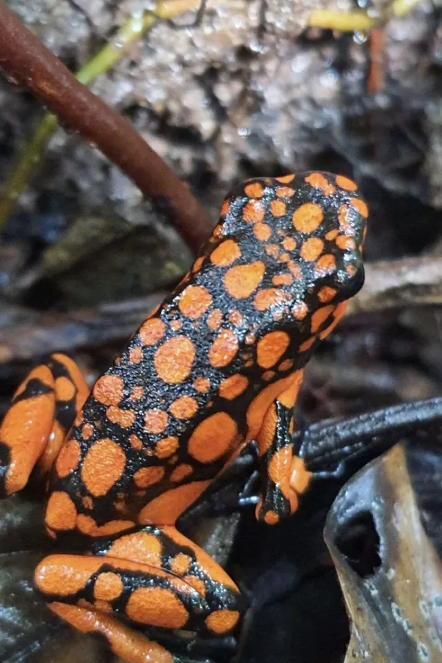 Rana arlequín del Chocó, naranja y negra, sobre la hojarasca