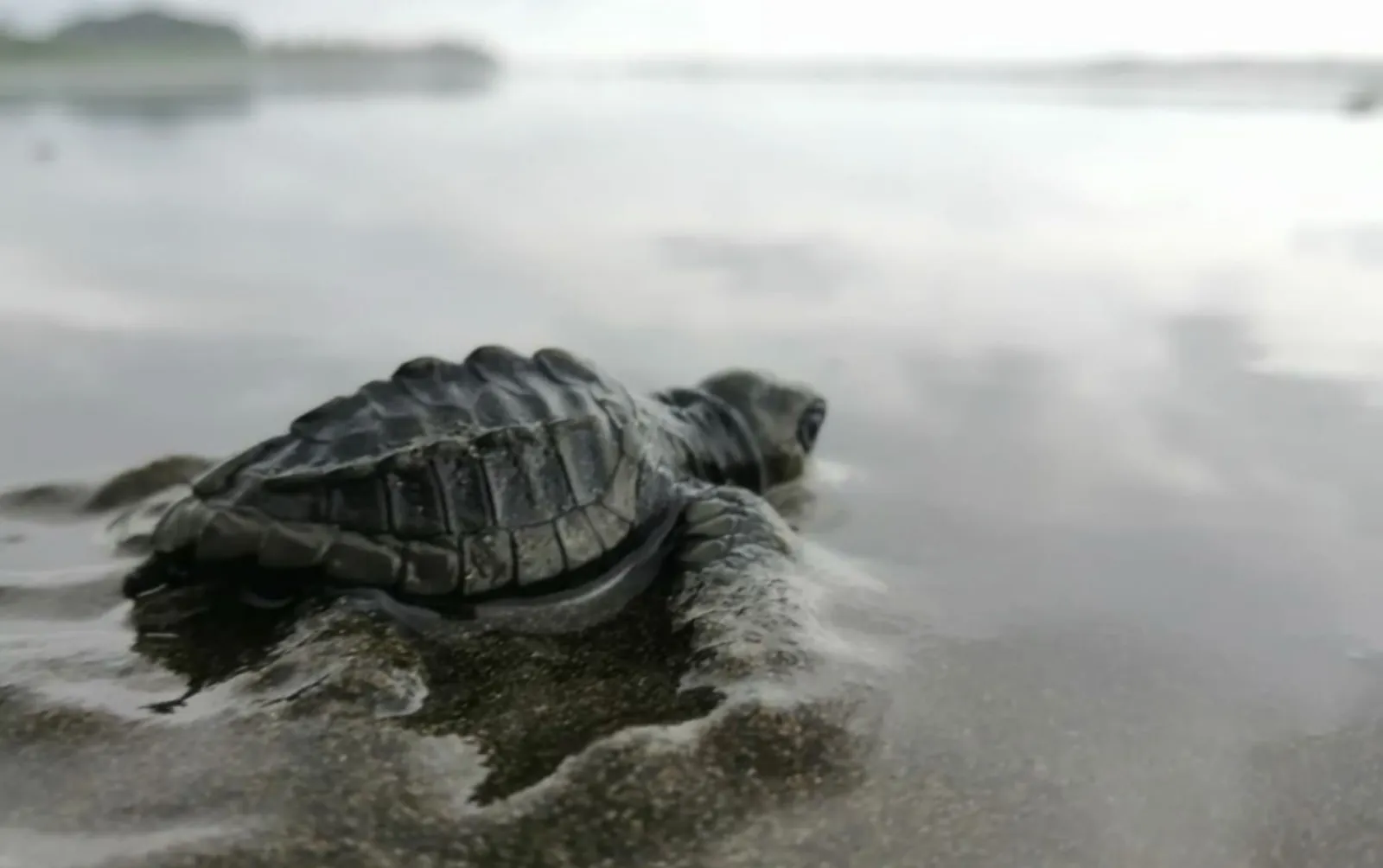 Tortuga recién nacida llegando a la orilla