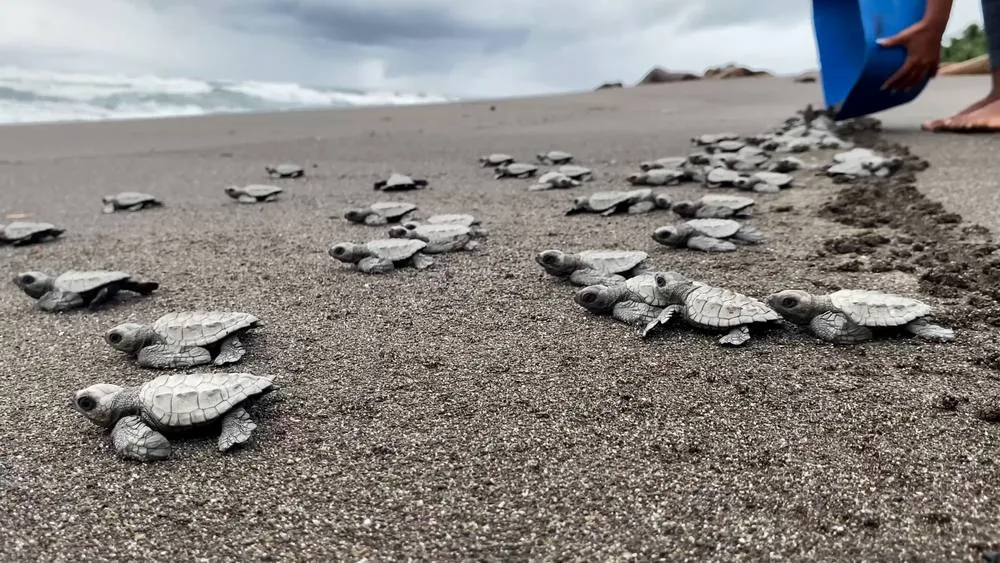 Tortugas recién nacidas caminando hacia el mar